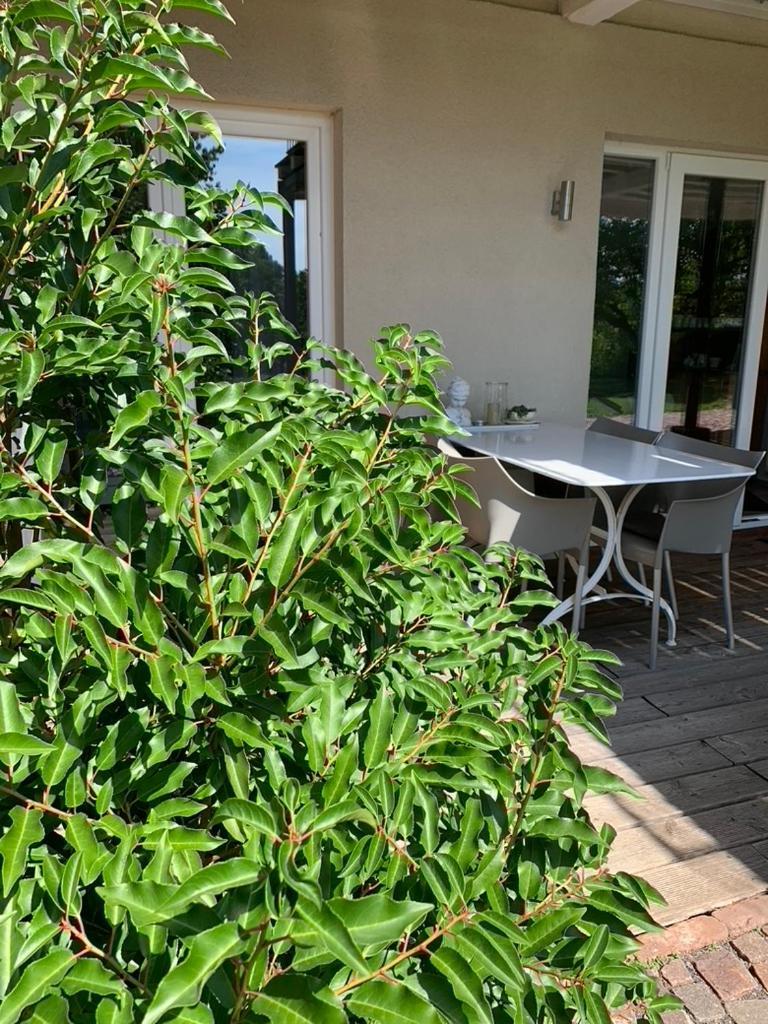 Ferienwohnung gleisberg3 - Südliche Weinstrasse Billigheim-Ingenheim Exterior foto